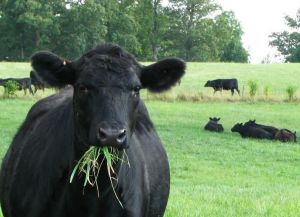 Australian Certified Organic welcomes step change